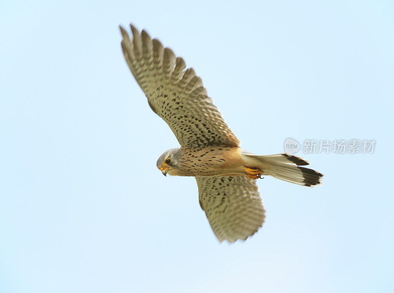 飞行红隼(Falco tinnunculus)